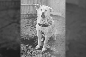 Garsiajam Hachiko – 100 metų: širdį verianti atsidavusio šuns istorija apie besąlygišką meilę