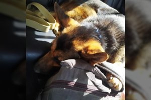 Ukrainietis pėsčiomis ėjo iš Chersono iki Odesos: šeimą pražudžius rusams, liko tik šuo, kurį vyras atsisakė palikti