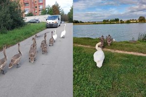 Sparnuota šeimynėlė Garliavoje pasivaikščioti nusprendė prie pat judraus kelio: policijai teko tverti gatvę 