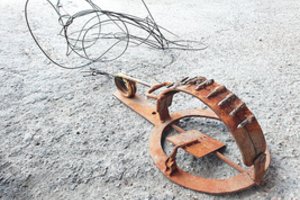 Aplinkosaugininkams įkliuvo itin žiauriai medžiojęs brakonierius: gyvūnams statė galūninius spąstus