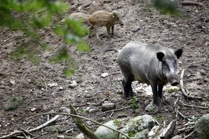 Šnaresys krūmuose patraukė grybautojų dėmesį, tačiau to išvysti nesitikėjo: šulinyje rado šerną