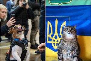 Natūralūs antidepresantai iš Ukrainos: Patronas, Stepanas ir kiti ne tik linksmina, bet ir gelbėja