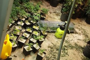 Biržiečio šiltnamiuose – ne daržovės, o kanapių plantacija: kvaišalai daiginti 34 vazonuose