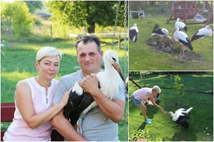 Redos ir Donaldo sodyboje karaliauja gandrai: globoja ir išleidžia į gyvenimą