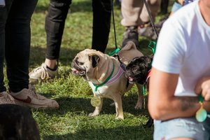Vilniuje – suplotanosių lenktynės: dešimtys keturkojų šeimininkų susitiko išskirtiniame renginyje 