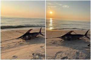 To Lietuvos pajūryje išvysti nesitikėjo: rasta daugiau nei 1,5 m siekianti kardžuvė