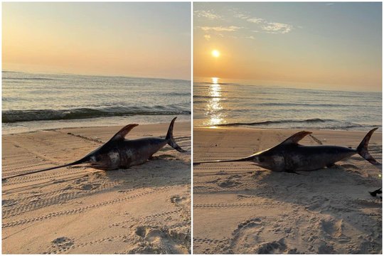 To Lietuvos pajūryje išvysti nesitikėjo: rasta daugiau nei 1,5 m siekianti kardžuvė