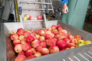 Sulčių spaudėjai nesidžiaugia klientų gausa: kiek šiemet kainuoja ši paslauga