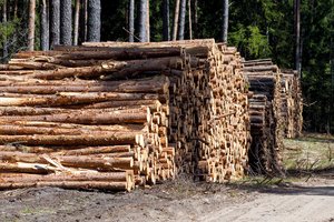 Pagreitinamas būtinųjų miško sanitarinės apsaugos priemonių taikymas