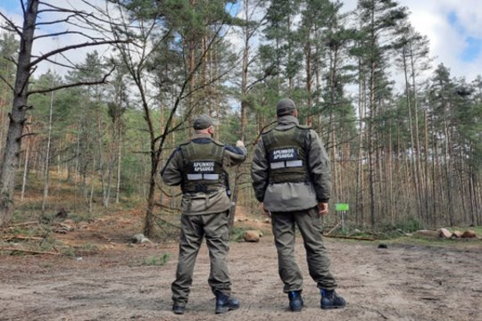 Už savavališkai iškirstą mišką teks susimokėti ne tik baudą: žala gamtai siekia beveik 64 tūkst. eurų 