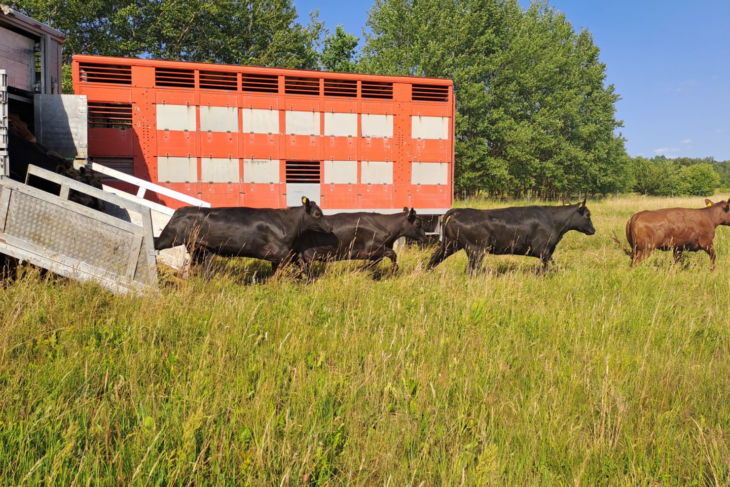 Šie galvijai buvo atvežti į Aukštaitijos nacionalinį parką pievų priežiūrai.<br>T.Masiulio nuotr.