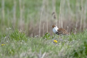 Nykstantiems paukščiams saugoti pasitelkė neįprastą ūkininkavimo būdą: gamtininkai džiaugiasi pasiektais rezultatais