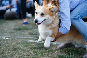 Kinologas apie lietuvių klaidas su augintiniais – jų daro kiekviename žingsnyje