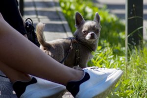 Šunis tyrę mokslininkai gavo netikėtą rezultatą – seksizmas jiems nėra svetimas