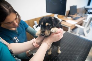 Atmintinomis dienomis siūloma pagerbti veterinarus ir gyvūnų globėjus