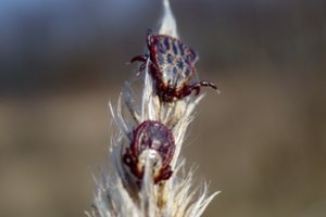 NVSC įspėja – rudenį erkės vėl alkanos