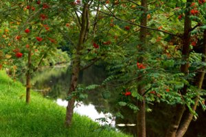 Ne tik puošia kiemą: kokia dar yra šermukšnių nauda ir kurios šių medžių veislės – geriausios