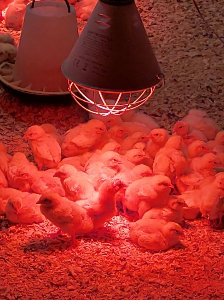 Mėsiniai ekologiški viščiukai, anot K.Kazlauskaitės, yra auginami dvigubai ilgiau nei standartiniuose pramoniniuose paukštynuose.