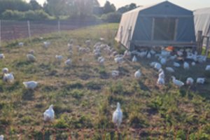 Ekologiška vištiena: naudinga, bet brangu? Kodėl?