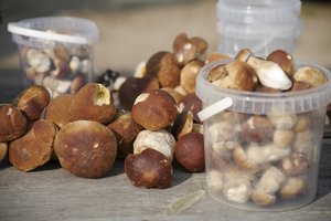 Patyrusius prekiautojus grybais šie metai stebina – nesupranta, kas darosi su baravykais