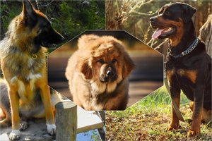 Ne tik meilūs ir žaismingi: 10 pačių ištikimiausių ir sargiausių šunų veislių