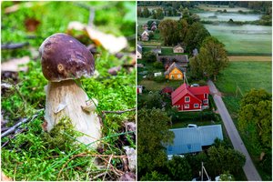 Grybai jau įaugo ir į gyvenviečių pavadinimus: ypač išsiskiria viena Lietuvos vieta