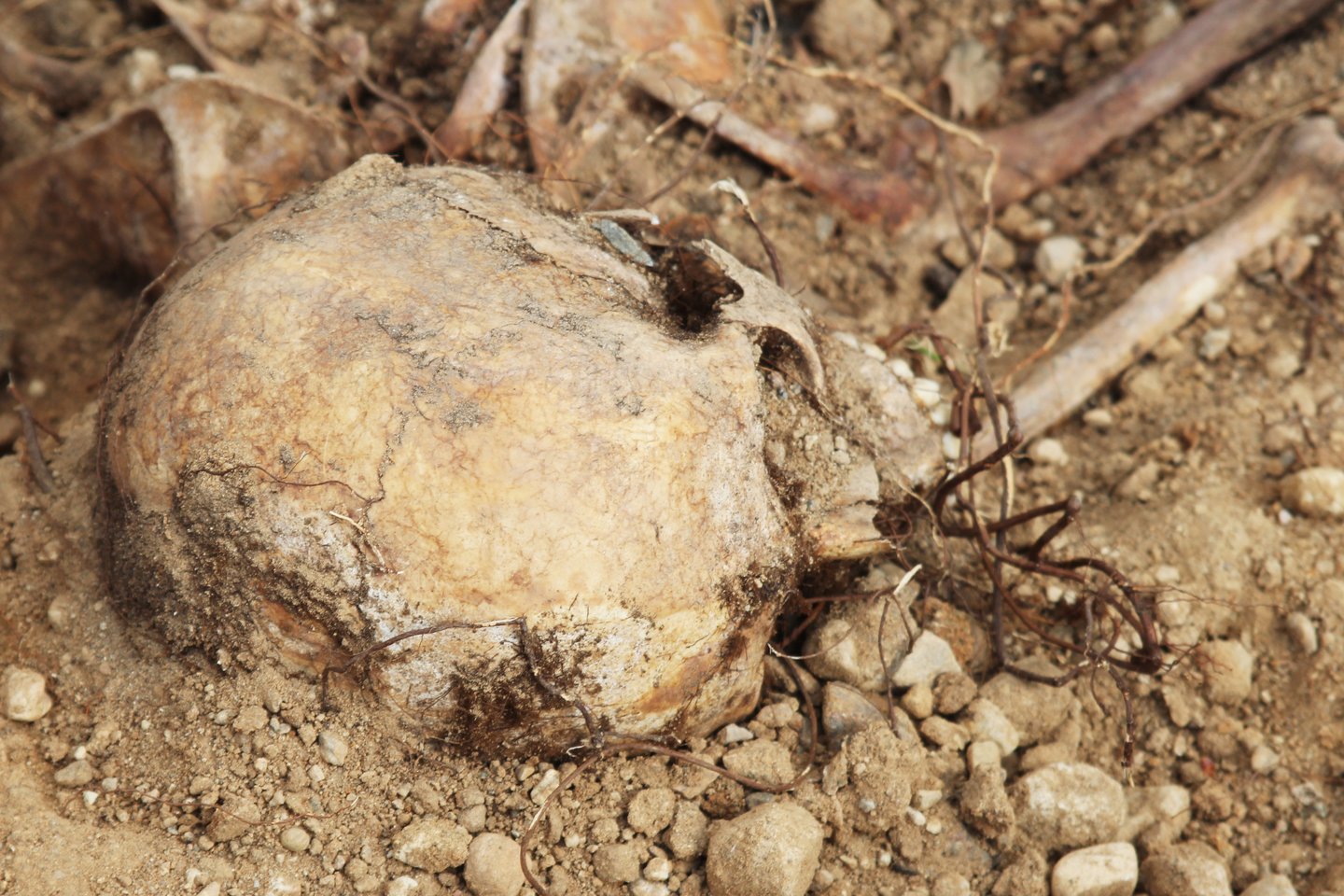 Sklypo lyginimui atvežtoje žemėje buvo rasta žmogaus kaukolė ir kitų kaulų fragmentai.<br> R.Vitkaus asociatyvi nuotrauka