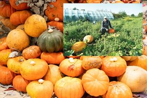 Daugybę metų moliūgus auginantis Pranas papasakojo apie jų priežiūrą: paprasta kaip dukart du