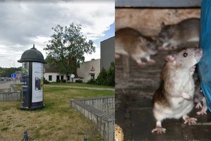 Įspėja dėl mirtino pavojaus Kaune: miesto centre – žiurknuodžių paketai