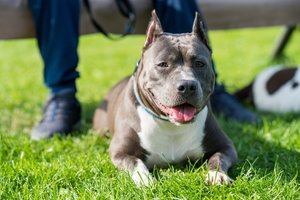 Po tragiškų šunų išpuolių Jungtinėje Karalystėje – žvilgsnis į Europą: kokios yra pavojingos veislės ir kokie ribojimai joms galioja