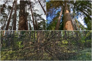 Pavojaus signalai neįveikia biurokratinių kliūčių, o vien medkirčių pjūklų – nepakanka