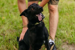 Namų netekęs labradoro mišrūnas nepraranda vilties: aktyvus šuo moka kelias komandas rusų kalba