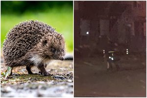 Dygliuotas žvėrelis bandė kirsti Savanorių prospektą: į pagalbą skubėjo pareigūnai