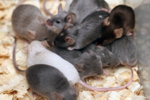 Pelės jau dairosi šiltų namų – jais tapti gali ir jūsiškiai: patys apsiginsite ar reikės specialistų pagalbos?