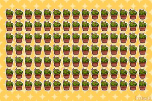 Užduotis, įkandama ne visiems: kuris kaktusas kitoks?