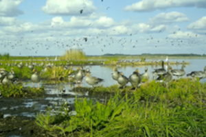 Žuvinto rezervate – žąsų antplūdis: suskaičiuota beveik 10 tūkst. sparnuočių