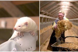 Teisininko išvados: valdančiųjų siūlymas drausti auginti gyvūnus dėl kailio be tinkamų kompensacijų neatitinka Konstitucijos nuostatų