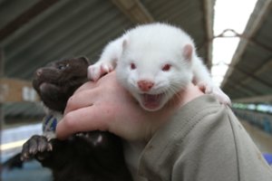 Prieš paskutinį balsavimą liejasi kailinių žvėrelių augintojų pyktis – kompensacijos prasilenkia su situacija rinkoje