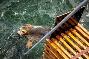 10 išgelbėtų ruoniukų jau du mėnesius gyvena Baltijos jūroje: jų kelionę stebi specialiais siųstuvais