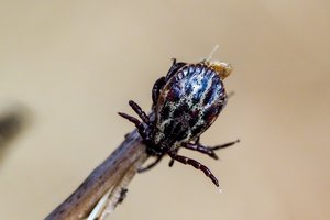 Lietuvoje susirgimo erkiniu encefalitu atvejų skaičius – didžiausias visoje Europoje