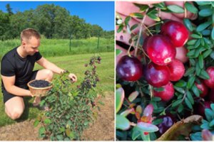Sprendimas auginti retas uogas pasiteisino: pirkėjai pradeda ieškoti sezonui dar neprasidėjus