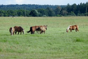 Arklių skerdimą siekianti uždrausti Europos piliečių iniciatyva pradeda rinkti parašus