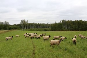 Siekiant užtikrinti ekosistemų stabilumą, tvirtinami natūralių pievų ir ganyklų, pelkių ir šaltinynų žemėlapiai
