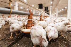 Kodėl daromės atsparesni antibiotikams ir kokios įtakos tam turi mėsa be antibiotikų?