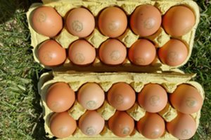 Mitas ar tiesa: ekologiški kiaušiniai – pranašesni už įprastus
