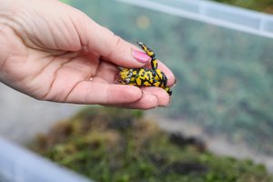 Saugomos gyvūnų rūšys Lietuvoje: mokslininkai jas veisia, augina ir paleidžia į laisvę