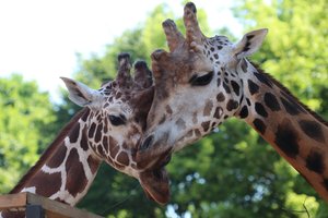 Biologinę įvairovę išsaugoti padeda gyvosios gamtos pažinimas