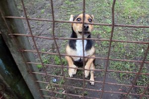 „Turi išlikti ramus ir neapsiverkti“: žmonių žiaurumas prieš gyvūnus – iššūkis juos gelbėjantiems