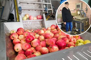 Išdavė paslaptį: štai iš kokių obuolių spaudžiamos sultys – saldžiausios