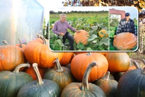 Milžiniškus moliūgus šventėse demonstruojantis Petras ruošiasi nugalėti ir šiemet: dičkį į priekabą ritins net 4 vyrai